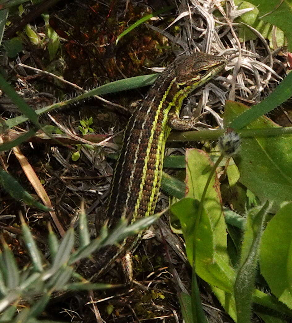 Image of Psammodromus occidentalis Fitze, Gonzalez-jimena, San-jose, San Mauro & Zardoya 2012