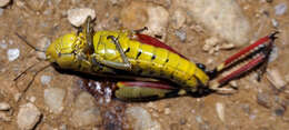 Image of Large marsh grasshopper