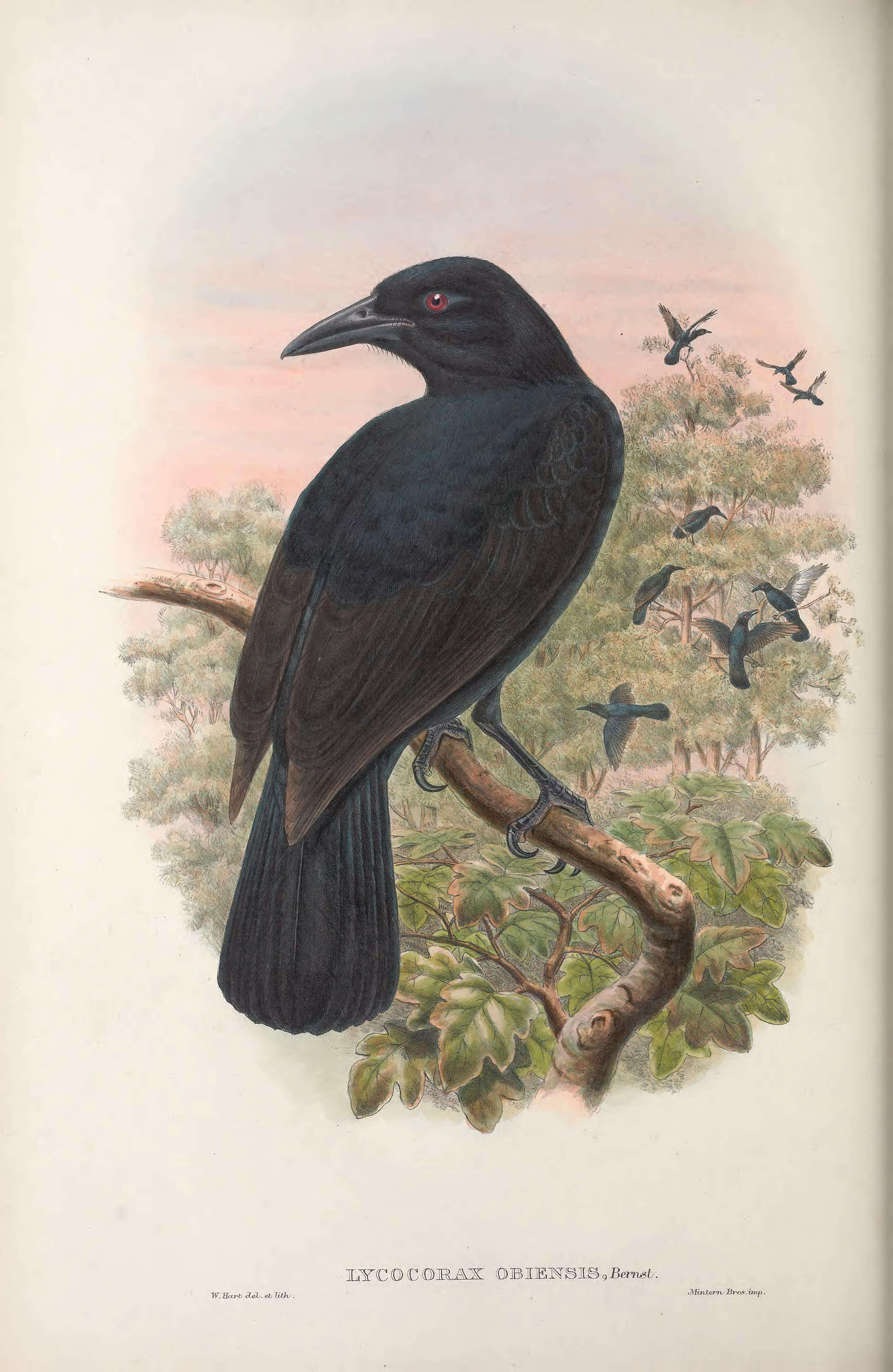 Lycocorax obiensis的圖片