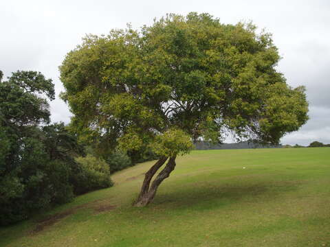 Image of African olive