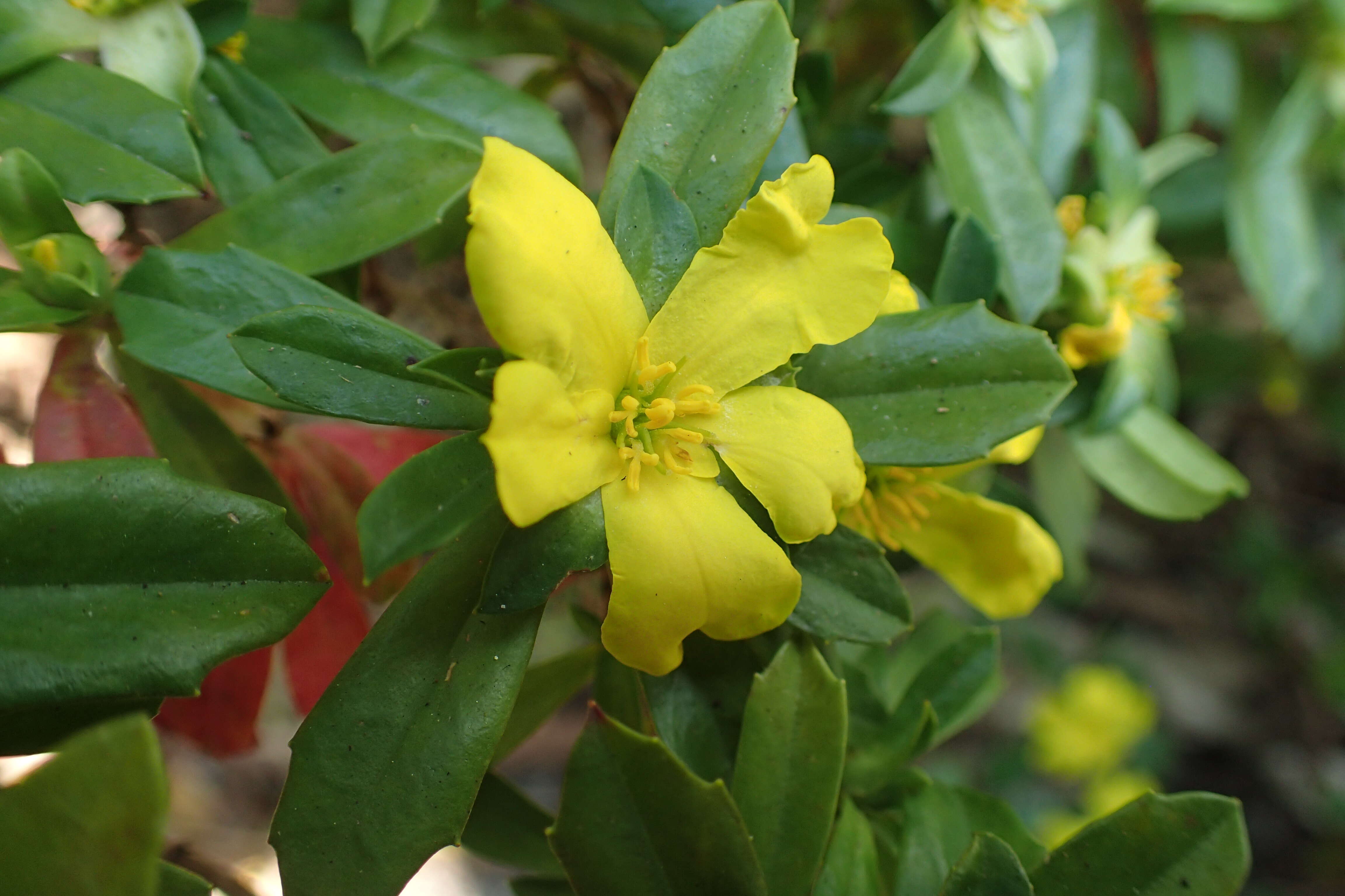 Image of Hibbertia cuneiformis (Labill.) Smith