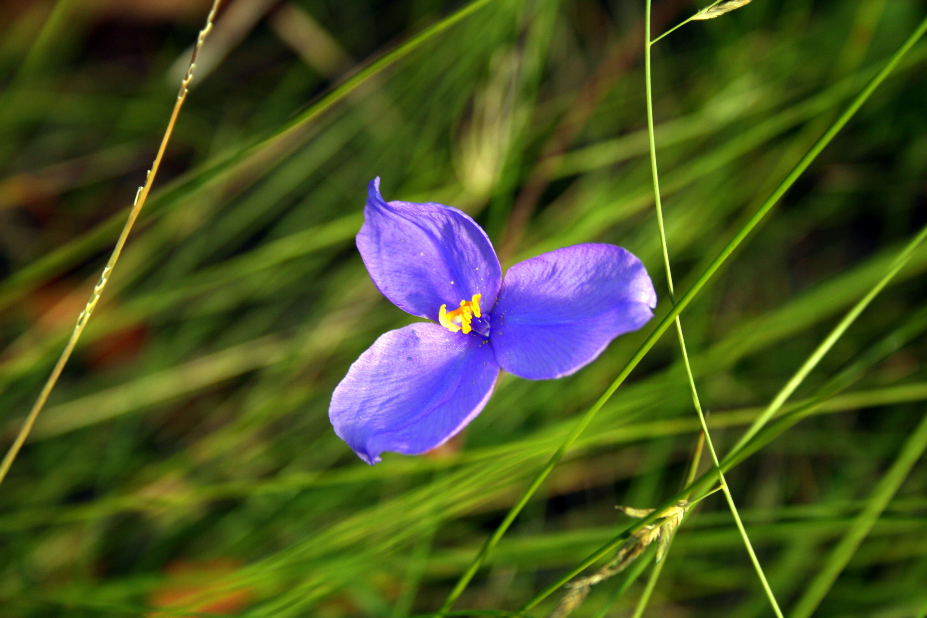 Image of Purple Flag