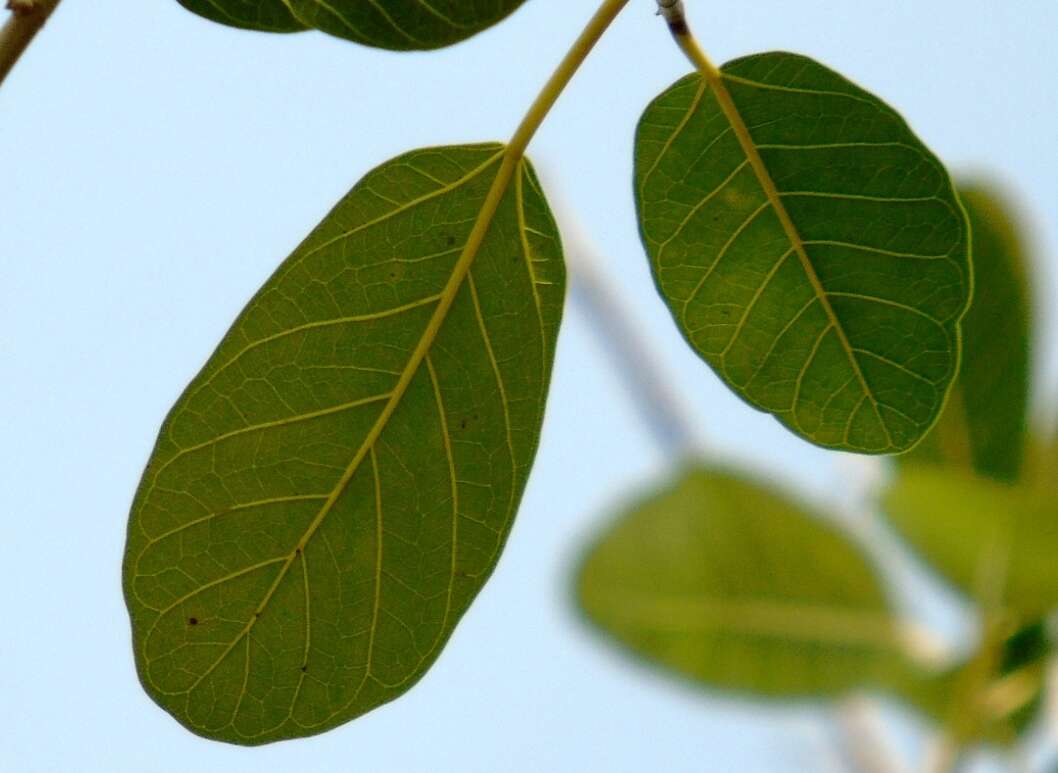 Imagem de Ficus cotinifolia Kunth