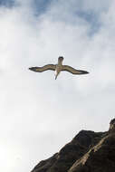 Image of Indian Yellow-nosed Albatross