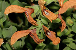 Salvia aurea L. resmi