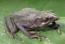 Image of Lily Rodriguez’s Beaked Toad