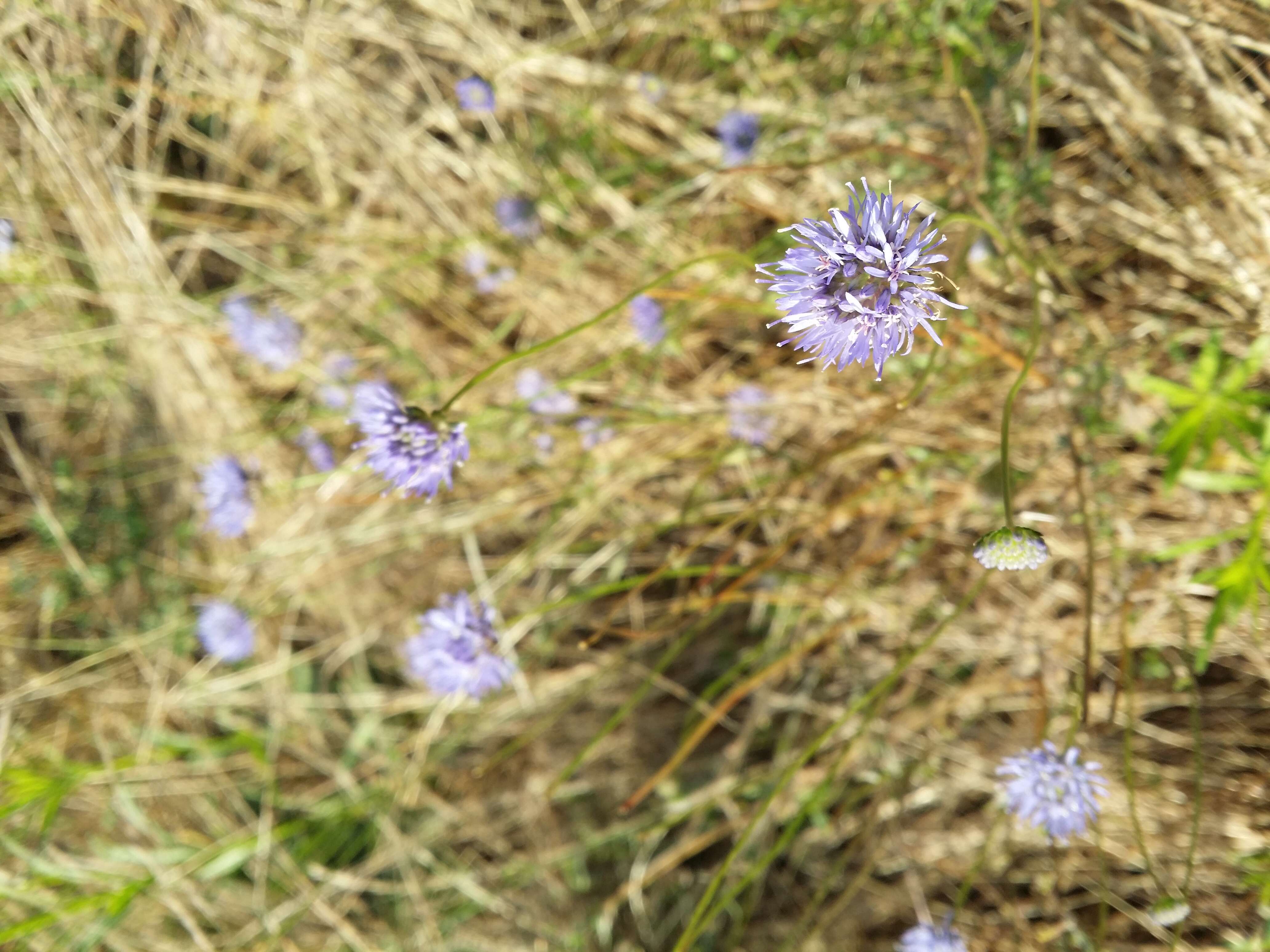 Слика од Jasione montana L.