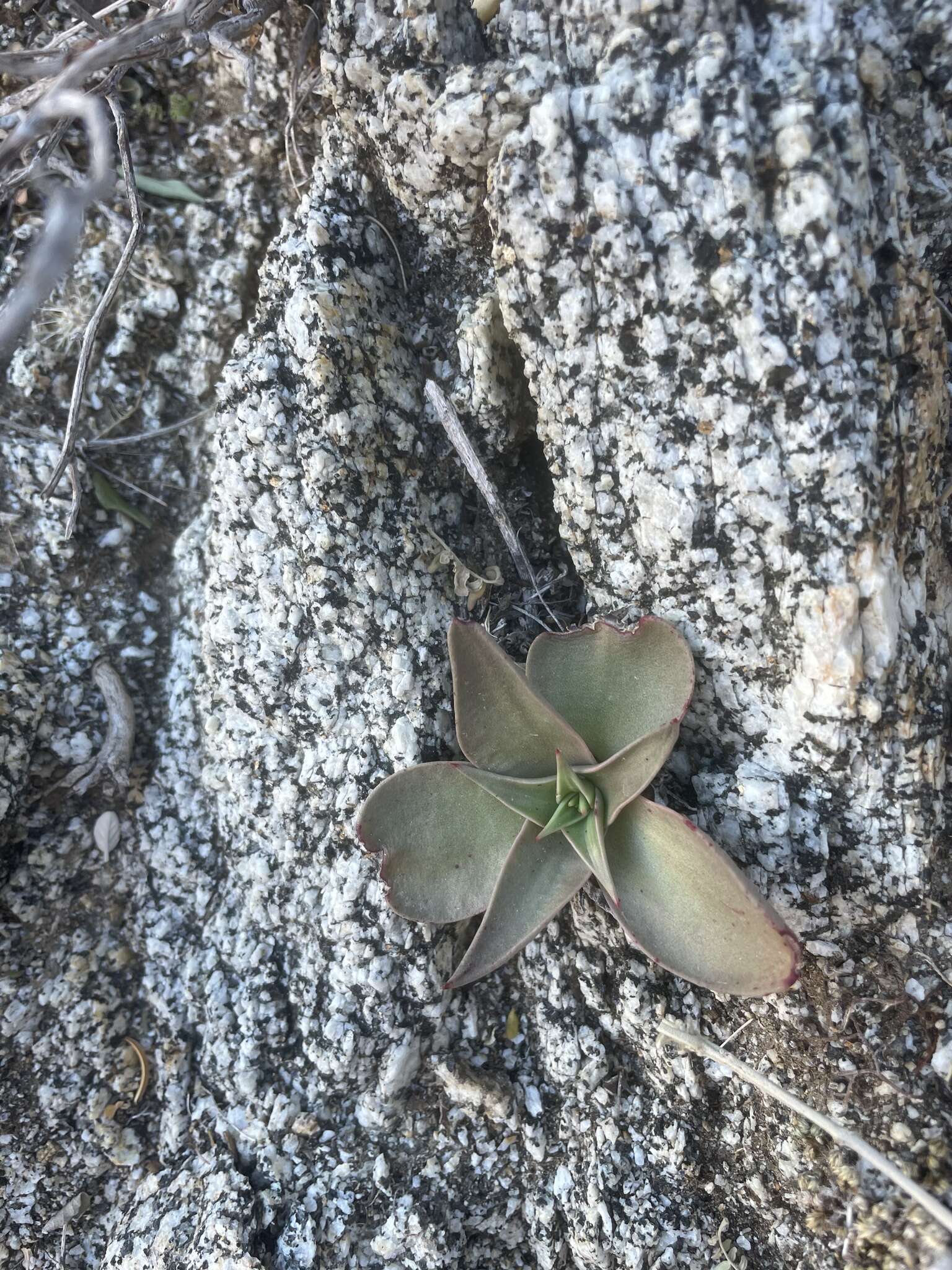 Imagem de Dudleya gatesii Johansen