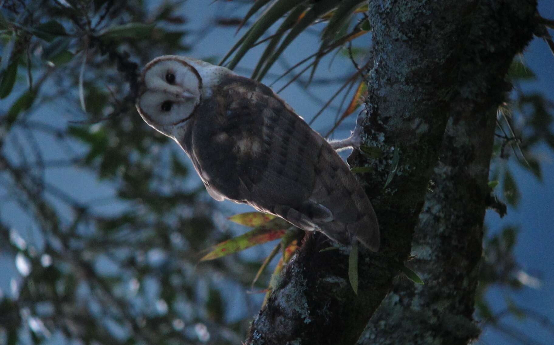 Image of American Barn Owl