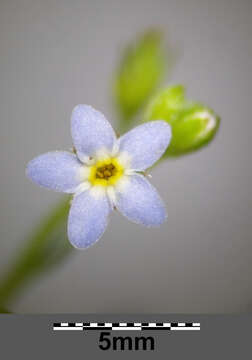 Image of Tufted Forget-Me-Not