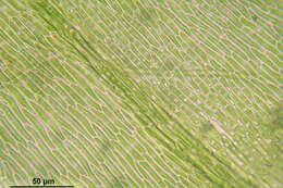 Image of goldenleaf campylium moss