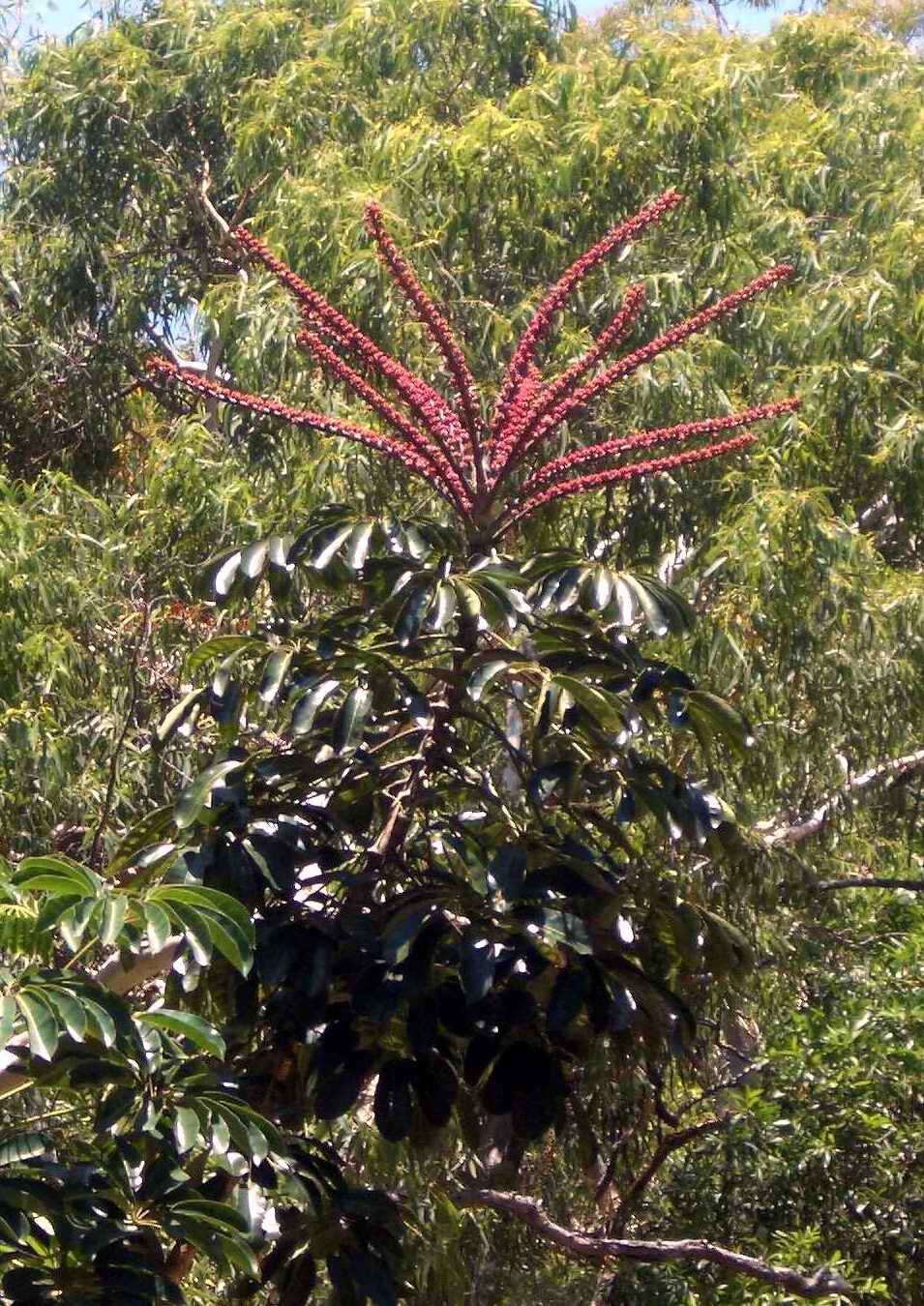 Image of Heptapleurum actinophyllum