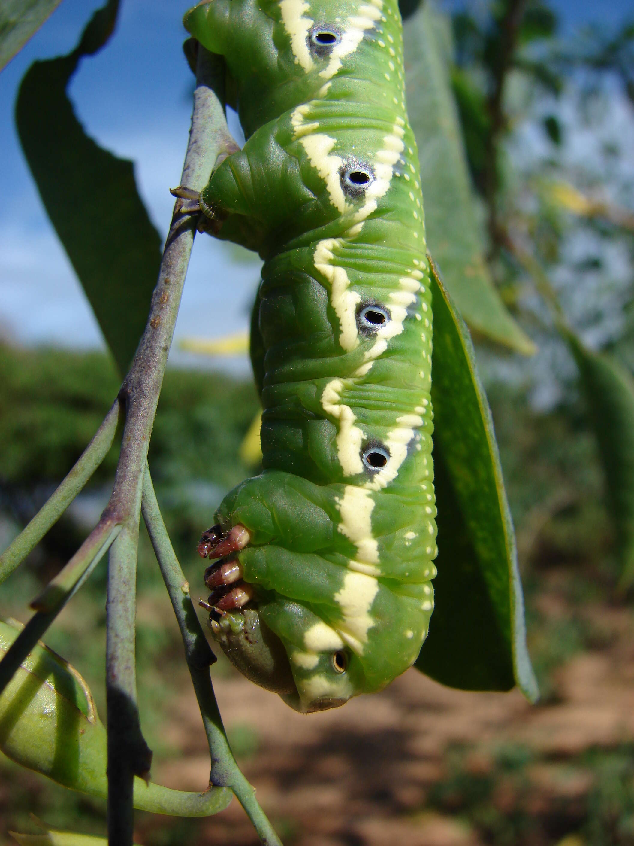 Image of tree tobacco