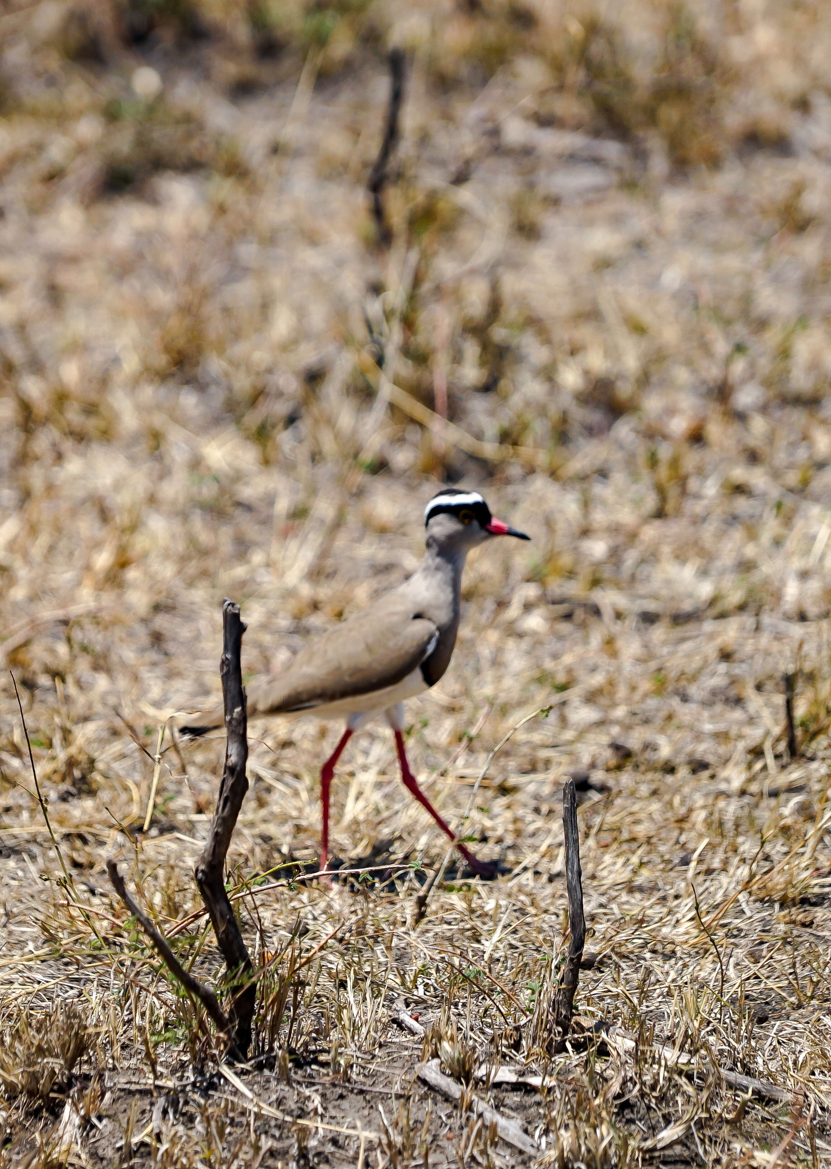 صورة Vanellus coronatus (Boddaert 1783)