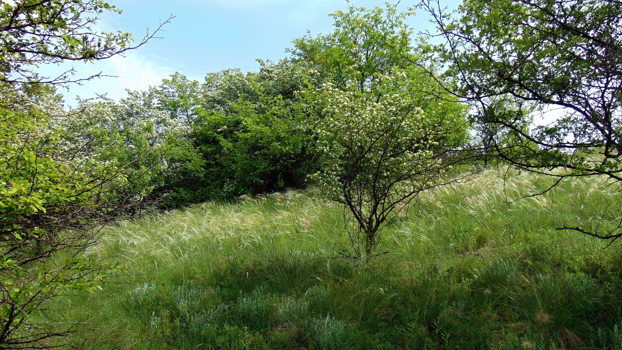 Image of European feather grass