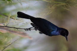 Image of Boat-tailed Grackle