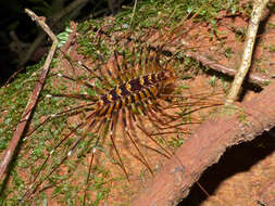 Image of Thereuopoda longicornis (Fabricius 1793)