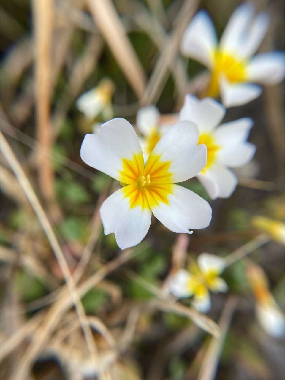 Imagem de Leavenworthia alabamica Rollins