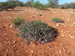 صورة Eremophila incisa Chinnock