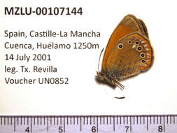 Image of Coenonympha glycerion