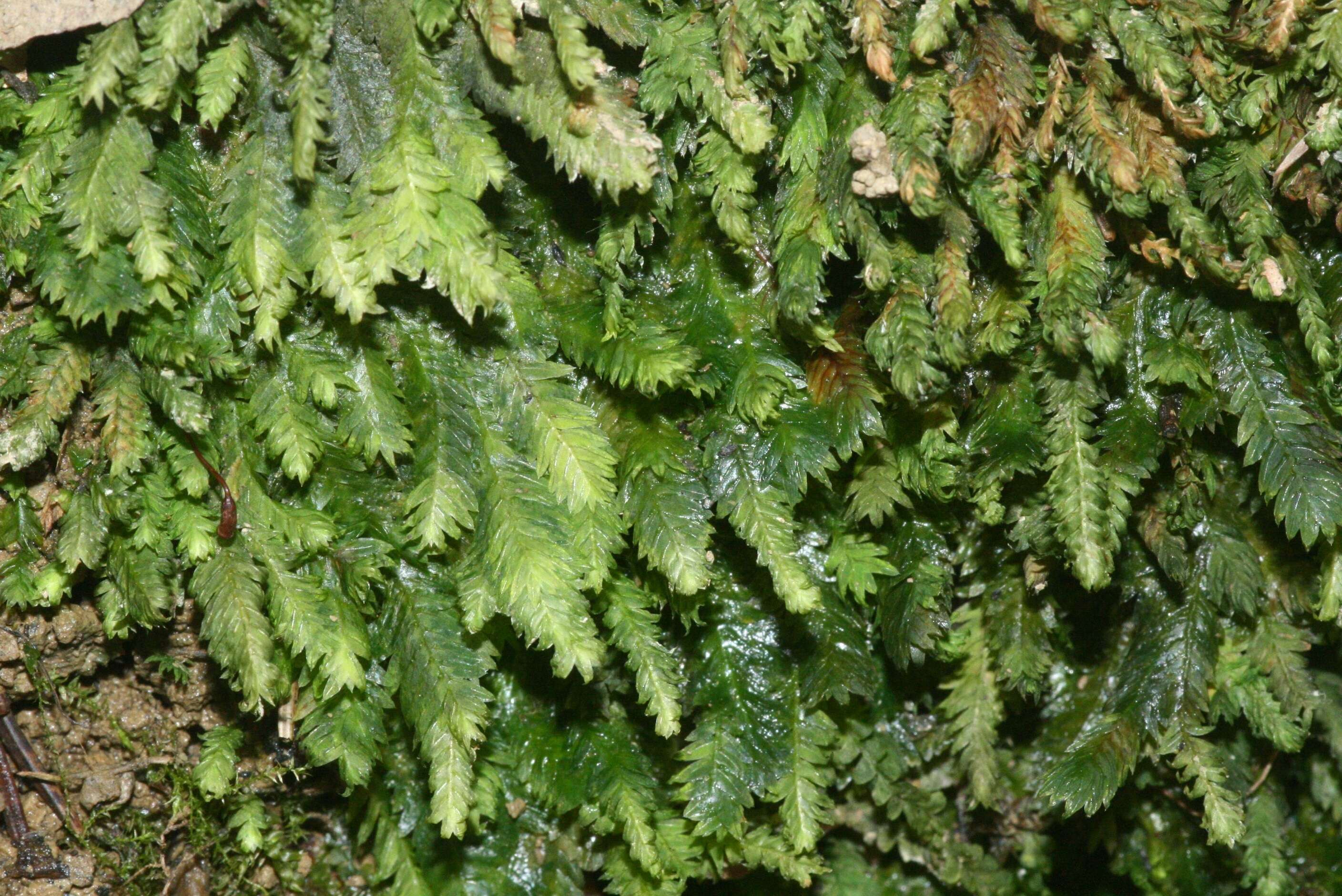 Image of fissidens moss