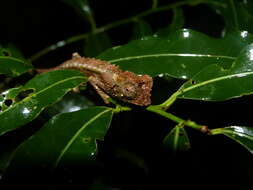 Image of Brookesia antakarana