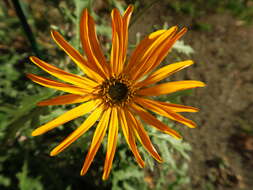 Image of Double Namaqua marigold