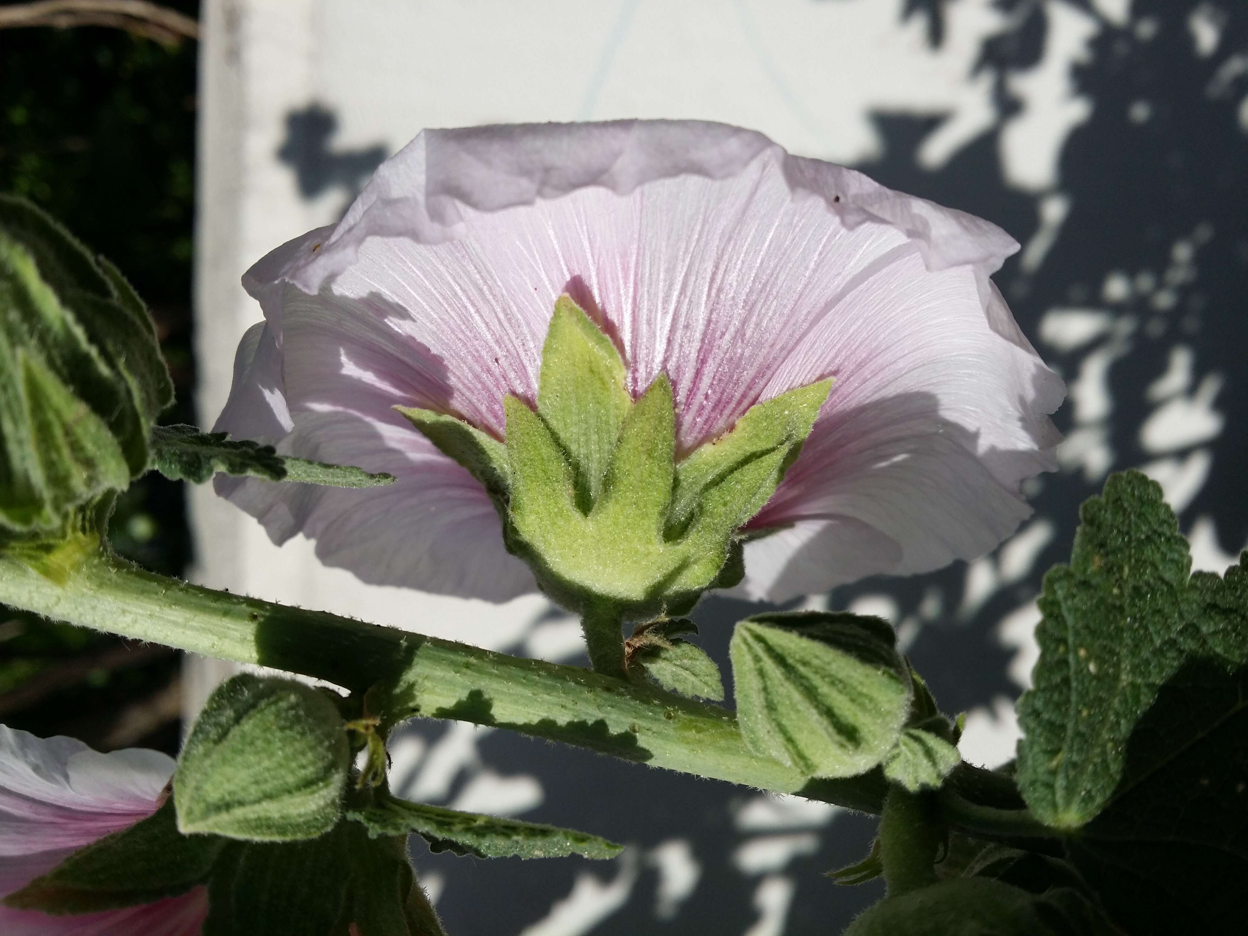 Image of hollyhock