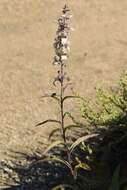 Image of Grecian foxglove