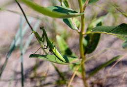 Image of mantids