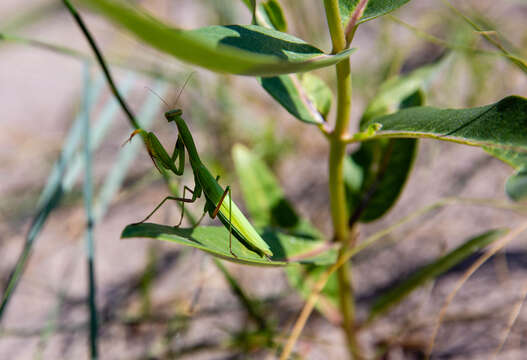 Image of mantids