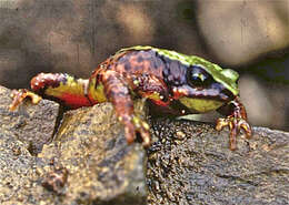 Image of Arthur's Stubfoot Toad