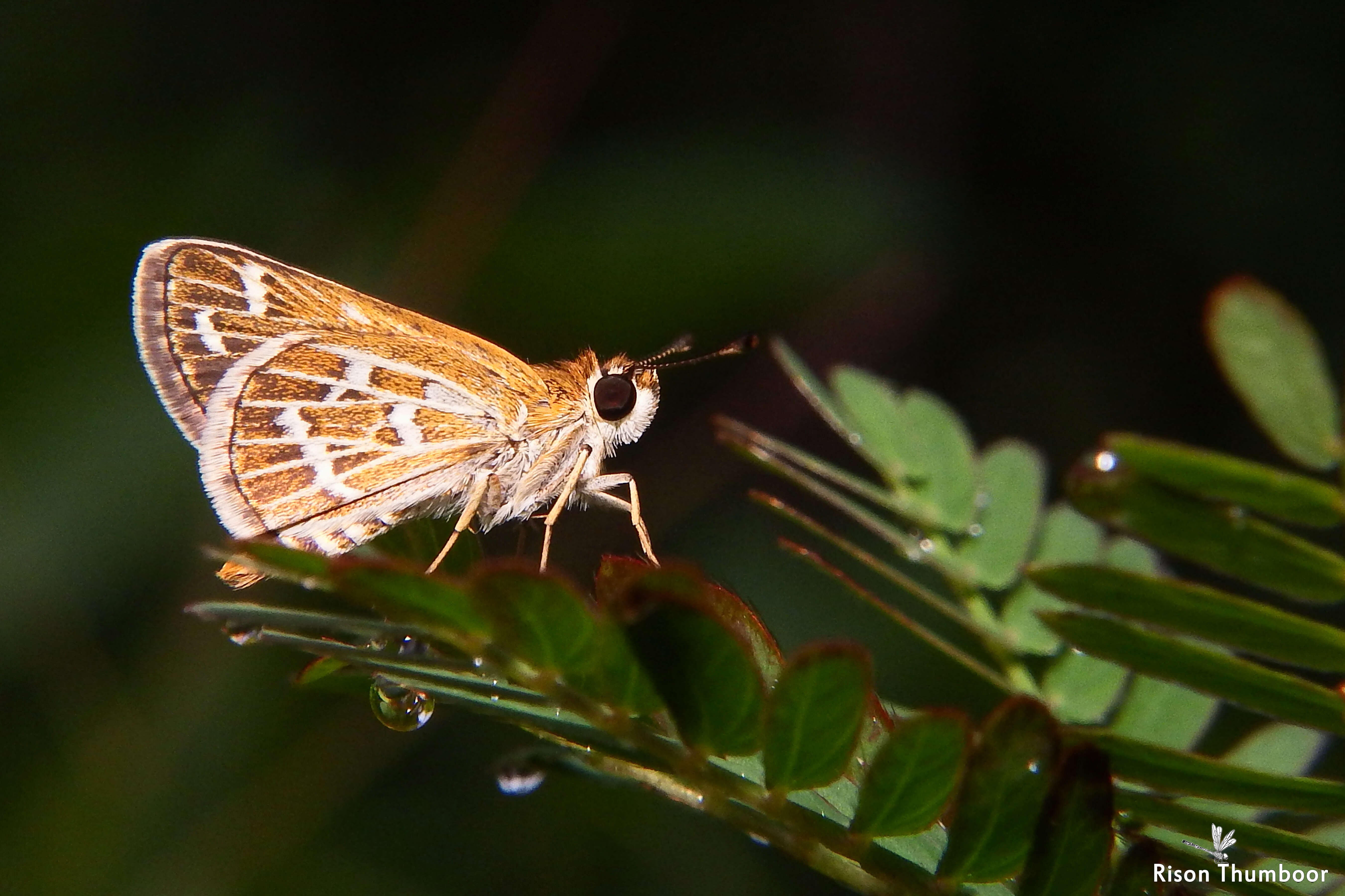 Image of Grey-veined Grass Dart