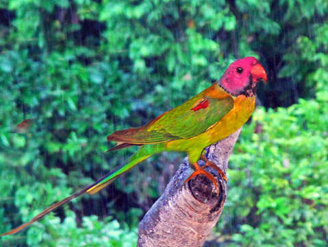 Image of Blossom-headed Parakeet