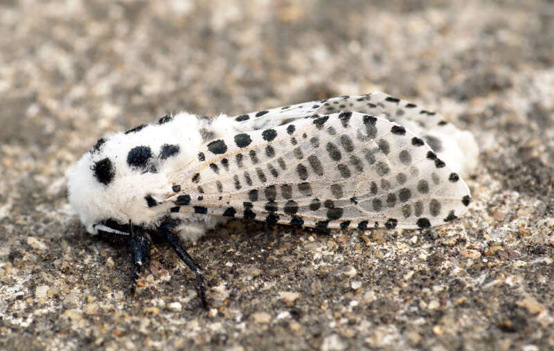 Image of leopard moth