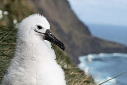 Image of Indian Yellow-nosed Albatross