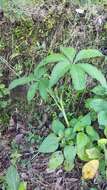 Image of Jack in the pulpit