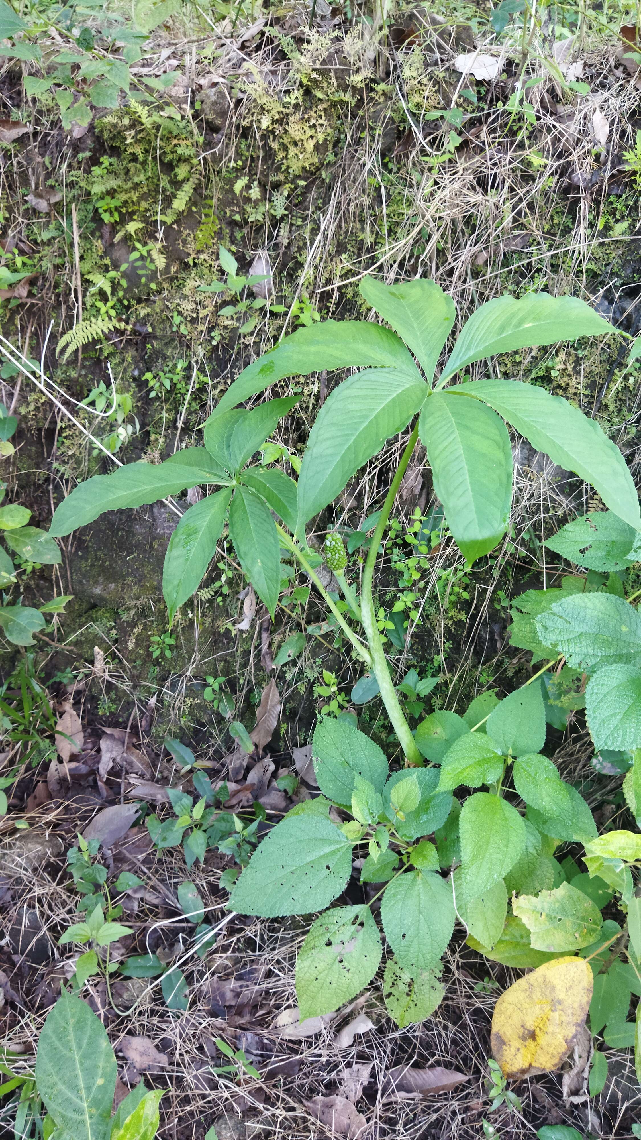 Image of Jack in the pulpit