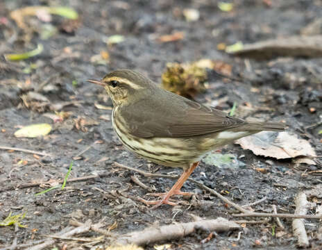 Image of Northern Waterthrush