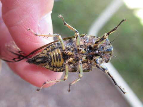 Image of clapping cicada