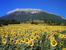 Image of common sunflower