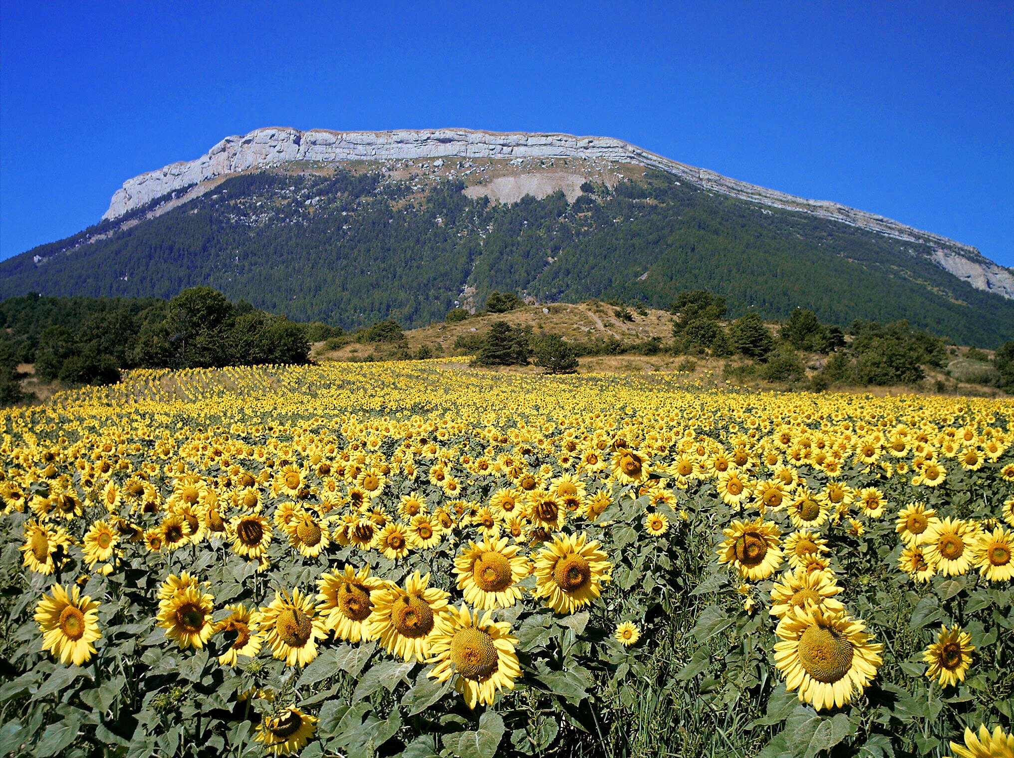 Image of common sunflower