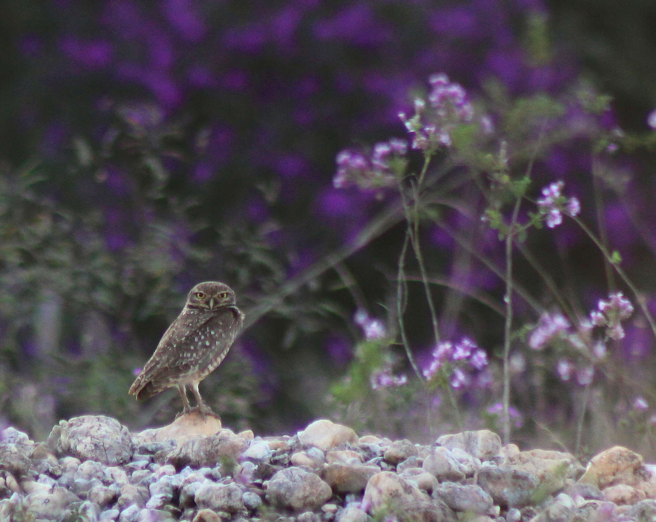 Image of Burrowing Owl