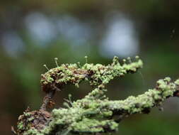 Image of needle lichen