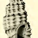 Image de Pseudodaphnella ramsayi (Brazier 1876)