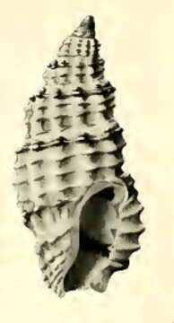 Image de Pseudodaphnella ramsayi (Brazier 1876)