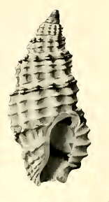 Image of Pseudodaphnella ramsayi (Brazier 1876)