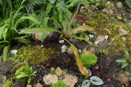 Image of Nepenthes beccariana