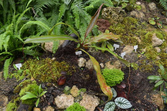 Image of Nepenthes beccariana