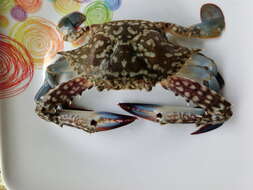 Image of Blue swimmer crab